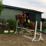 DSP Holmgaards Mesina