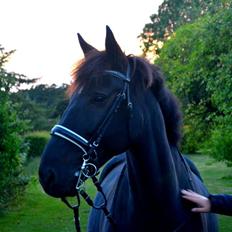 Oldenborg Asterix Pizziricco *MIN ENGEL<3*