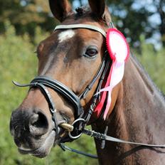 Dansk Varmblod Porthos