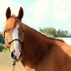 Anden særlig race Bounty