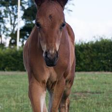 Trakehner Solero af Landlyst