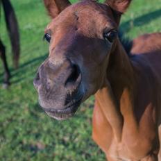 Trakehner Solero af Landlyst