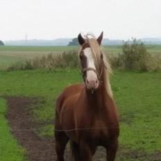 Welsh Pony af Cob-type (sec C) Rosengårdens Neilina