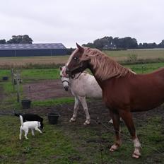 Welsh Pony af Cob-type (sec C) Rosengårdens Neilina