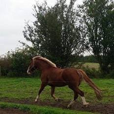 Welsh Pony af Cob-type (sec C) Rosengårdens Neilina