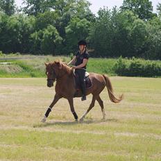 New Forest Nirvana Bkure