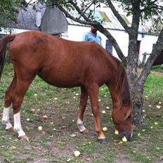 Welsh Pony (sec B) ChaTho´s Zippo