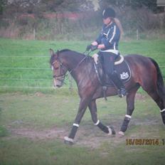 New Forest Bøgelys Jasmin