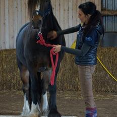 Irish Cob Budweiser Luck