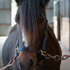 Irish Cob Budweiser Luck