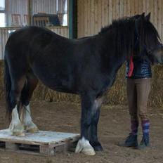 Irish Cob Budweiser Luck