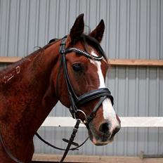 Arabisk fuldblod (OX) Grafik