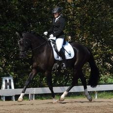 Dansk Varmblod Søgaards Miss Dibaldi