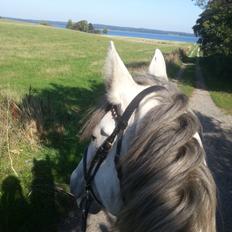 Anden særlig race Isha