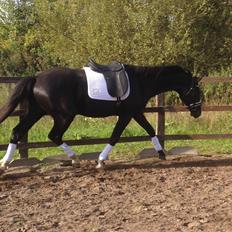 Dansk Varmblod Johnsgårds Alanzo