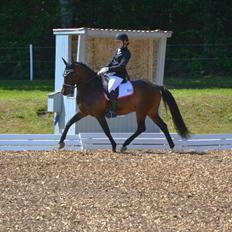 New Forest Meldgaardens Sir Duncan l B-pony
