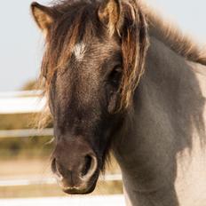 Shetlænder Østergårdens Combardo ''Pony''