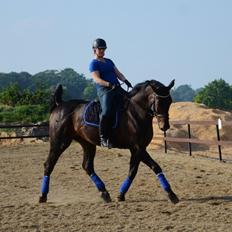 Dansk Varmblod Lewis