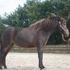 Islænder Svala (min lillebrors) *solgt*