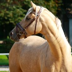 Palomino Hedegaards California Blue