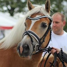 Haflinger My Fair Lady
