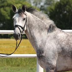 Dansk Varmblod Schnell´s Cee Cee