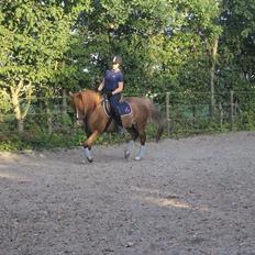 New Forest Chaplin