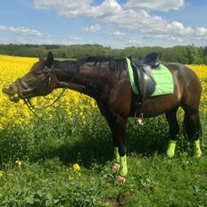 Dansk Varmblod Miss Light