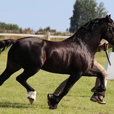 Welsh Cob (sec D) Kildegaards Ramses