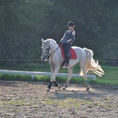 Arabisk fuldblod (OX) Wathana