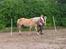 Tyroler Haflinger Rowina - Tillidstræning d.7/9-14
