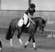 New Forest Egeballes Totilas [Tidl. hest]
