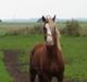 Welsh Pony af Cob-type (sec C) Rosengårdens Neilina