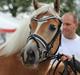 Haflinger My Fair Lady