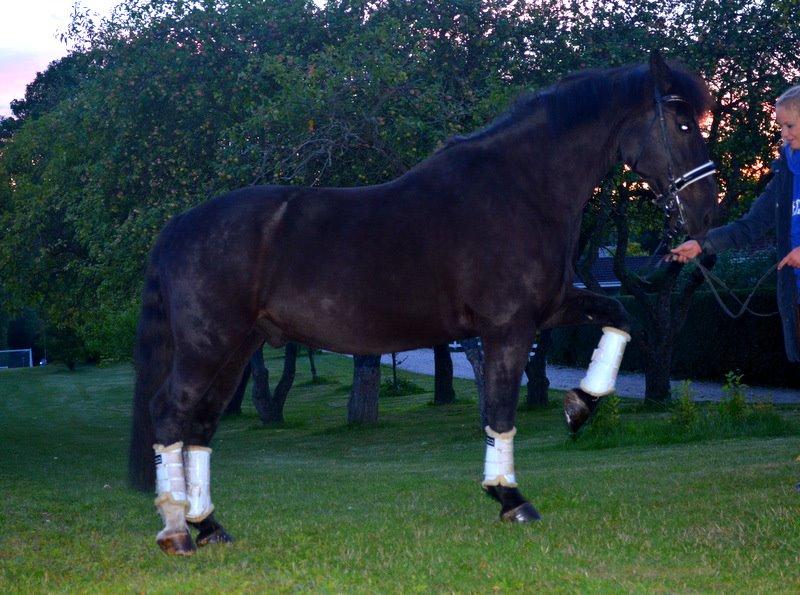 Oldenborg Asterix Pizziricco *MIN ENGEL<3* - August 2014 billede 24