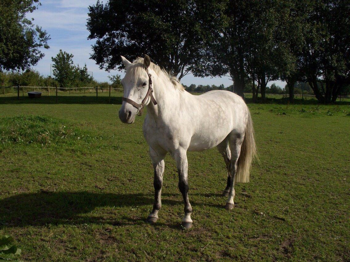 Welsh Pony (sec B) Skovbjergs Choice billede 15
