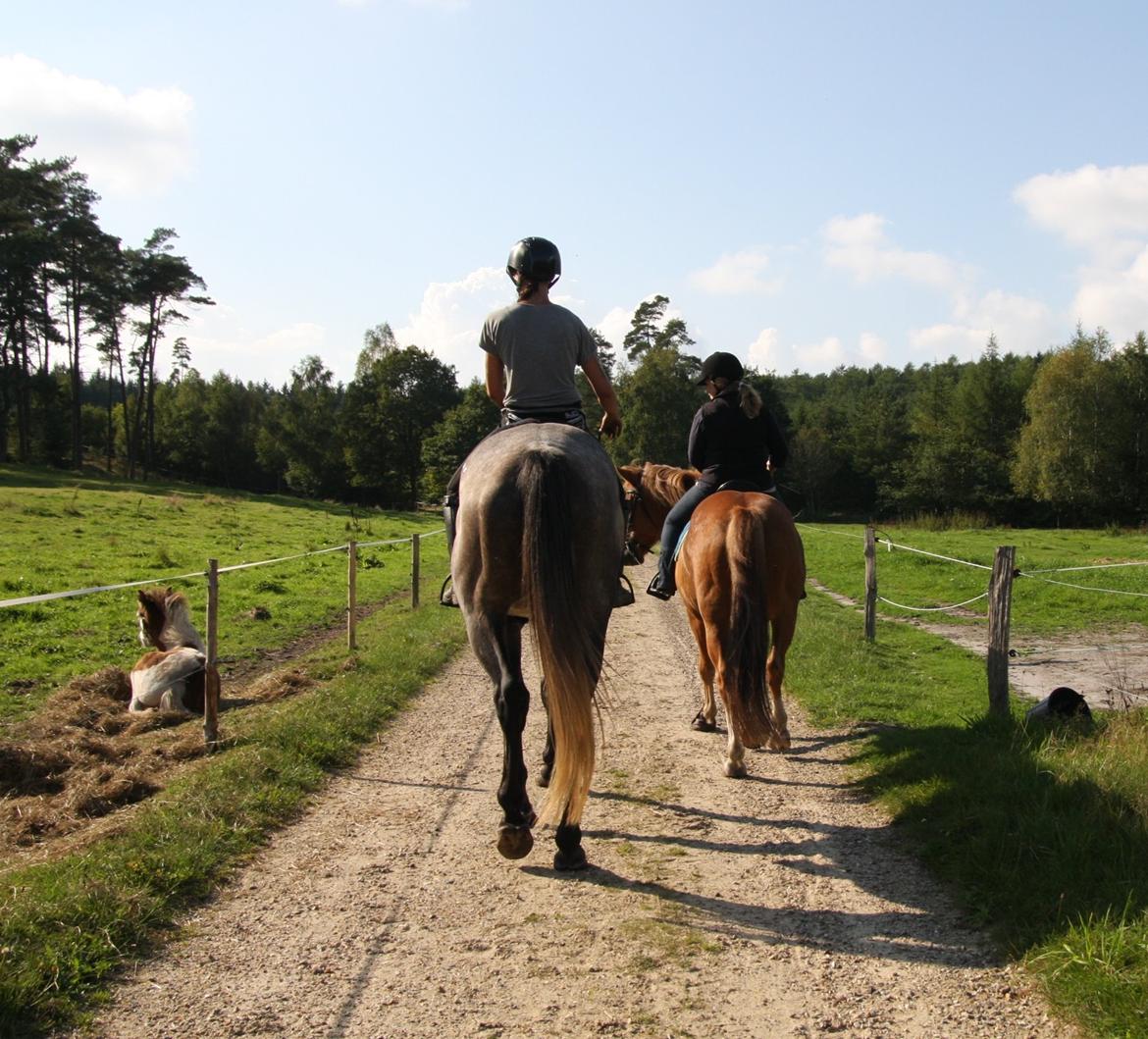 Dansk Varmblod Lotus Esprit W *SOLGT* billede 37