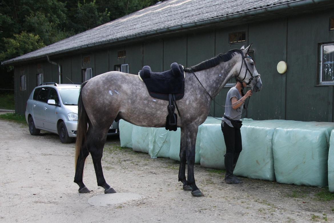 Dansk Varmblod Lotus Esprit W *SOLGT* billede 39