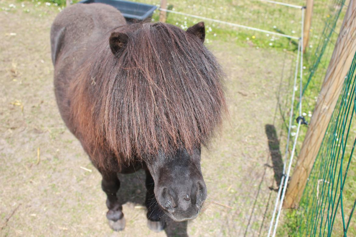 Miniature Buster. - Skønne lille Bust! billede 2