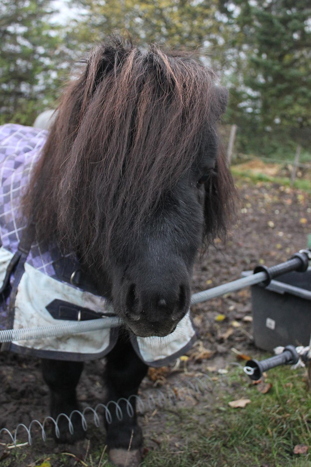 Miniature Buster. - Lille Buster på en kold dag! billede 3