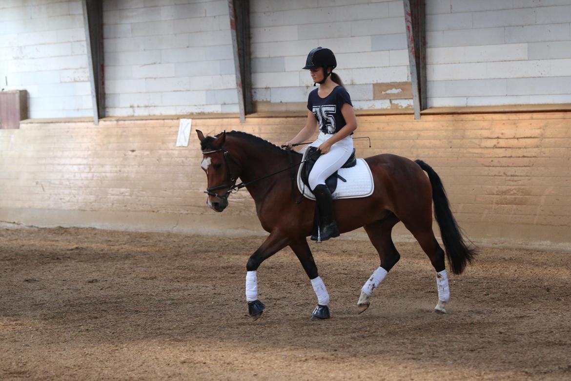 New Forest Egeballes Totilas [Tidl. hest] billede 18