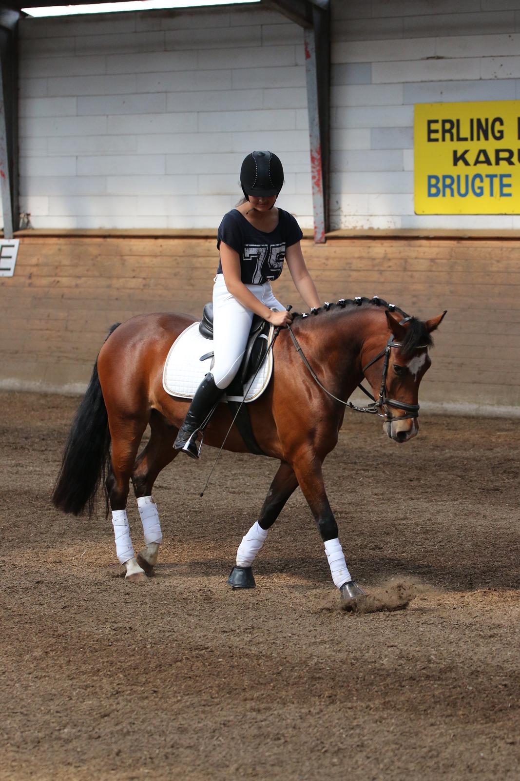 New Forest Egeballes Totilas [Tidl. hest] billede 19