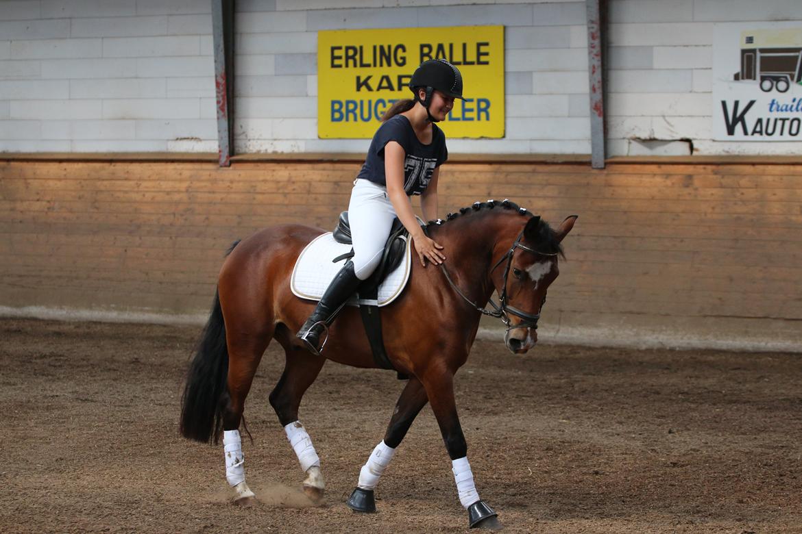 New Forest Egeballes Totilas [Tidl. hest] billede 20