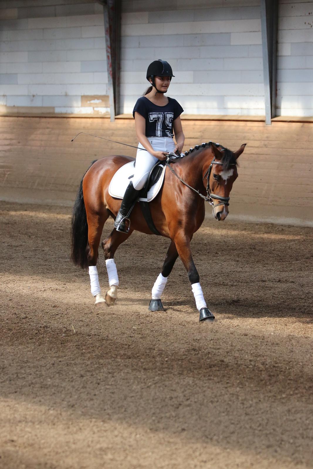 New Forest Egeballes Totilas [Tidl. hest] billede 16