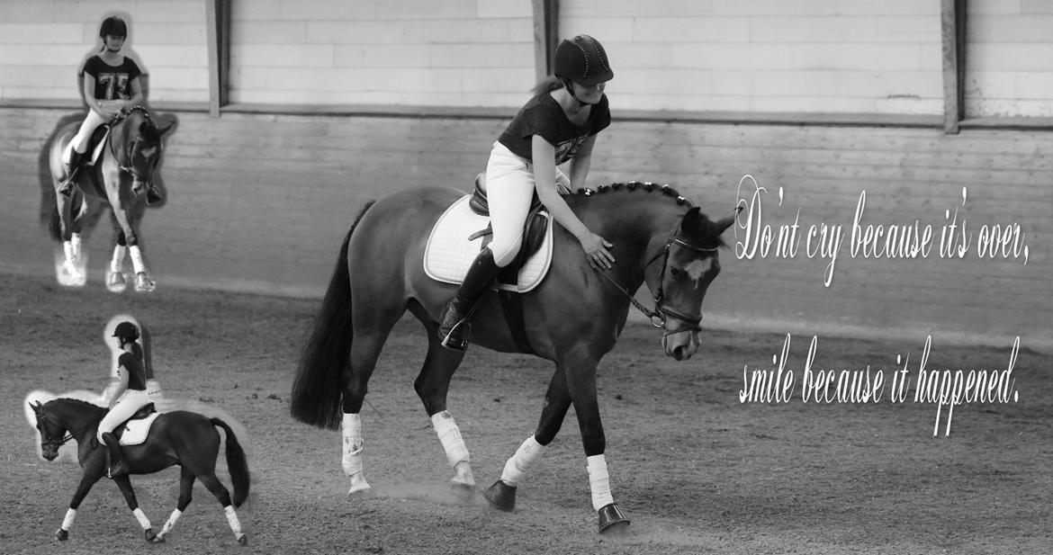 New Forest Egeballes Totilas [Tidl. hest] billede 1