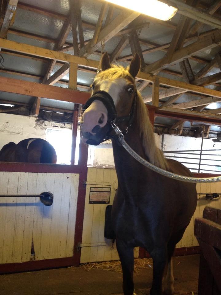 Anden særlig race Lac Lemon Lakriz ( soulmate) billede 15