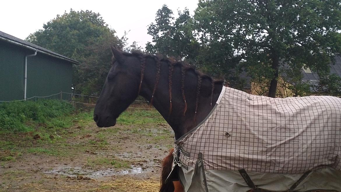 Frieser IDS billede 1