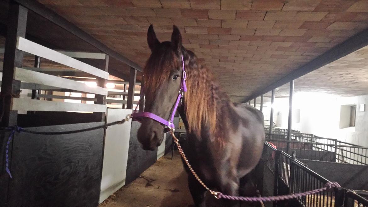 Frieser IDS billede 5