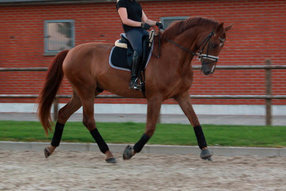 Dansk Varmblod Revaldo D.  - September på Katrinelund billede 9