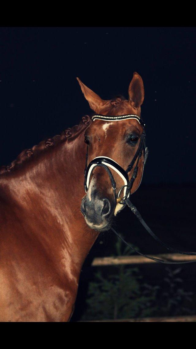 Dansk Varmblod Revaldo D.  - Aftenbillede med næsten lukkede øjne..  billede 4